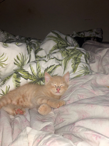 Male White ginger kitten.