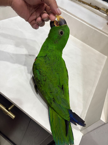 Hand reared Eclectus READY NOW
