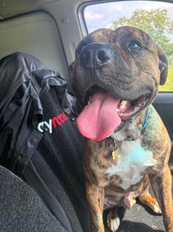Bull Boxer