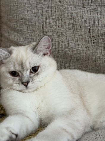 British shorthair