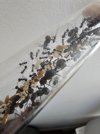 messor arenarius + barbarus