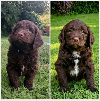 Gorgeous Chocolate F1 Sproodle Puppies *2 Left*