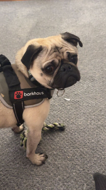 Male pug