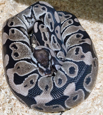 Axanthic clown female ball python