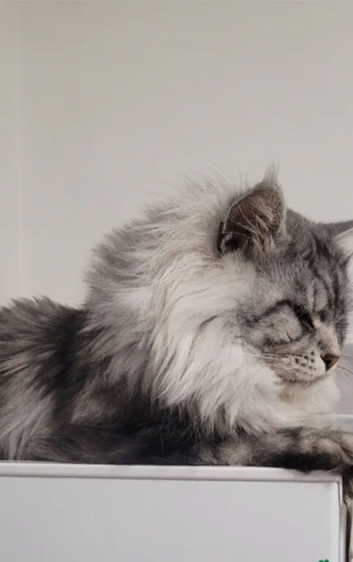 Mainecoon Stud