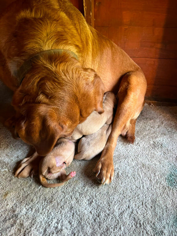 Labrador