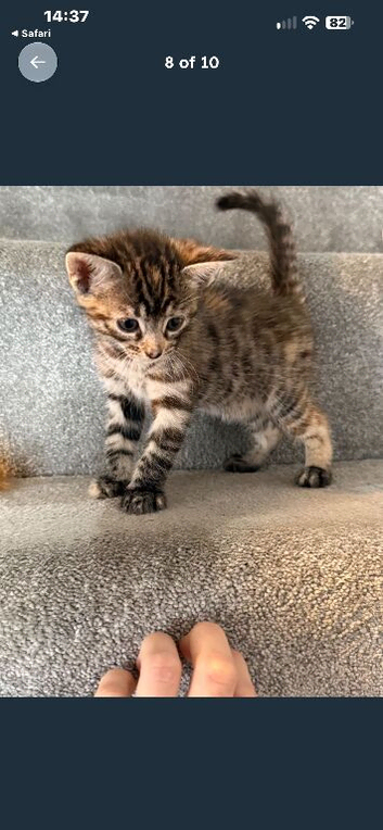 Beautiful kitten