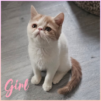 READY TO LEAVE NOW 1 BEAUTIFUL GCCF EXOTIC PERSIAN KITTENS