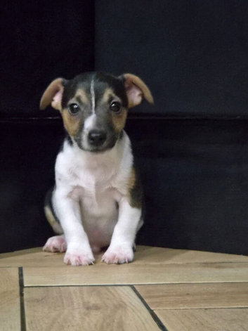 Jack Russell pups