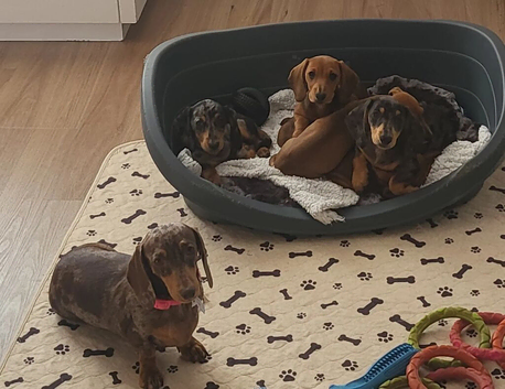 PRA Clear Smooth Dachshund Puppies