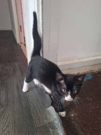 2 Kittens for sale - &pound;50 each