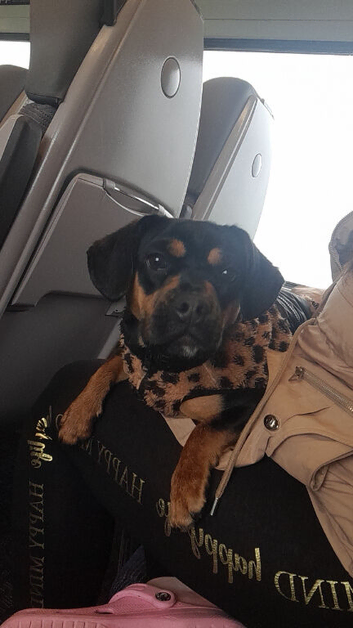 Lovely frenchie cross cockapoo girl
