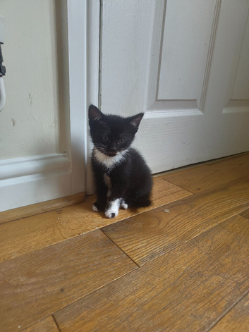 Mixed breed kittens