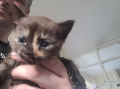 1 female kitten