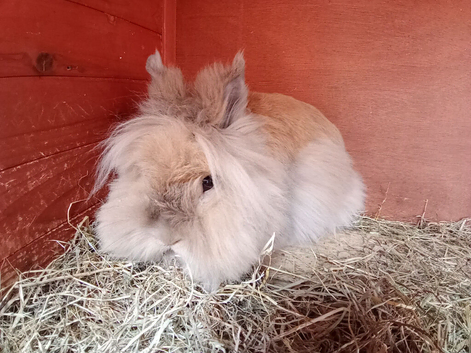 12mnth old lionhead proven doe