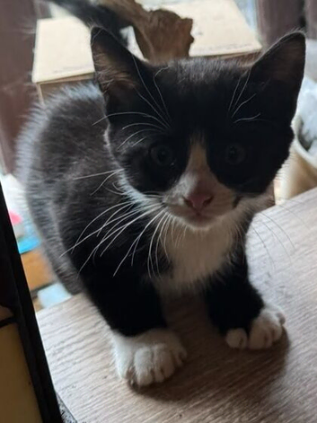 Gorgeous black and white kittens