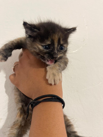 Kitten for sale