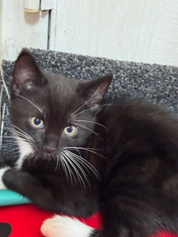Male kitten