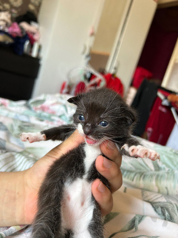Kitten for sale