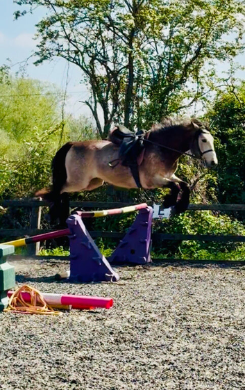 Handsome 14.2h 3 yr old reg Dun Connemara gelding