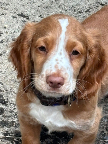 Cocker spaniel boy