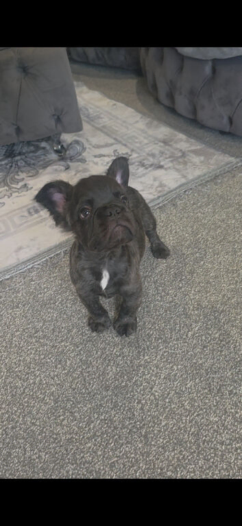 Fluffy frenchie puppy