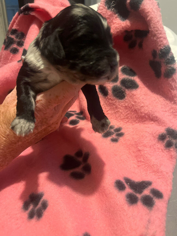Cockapoo puppies