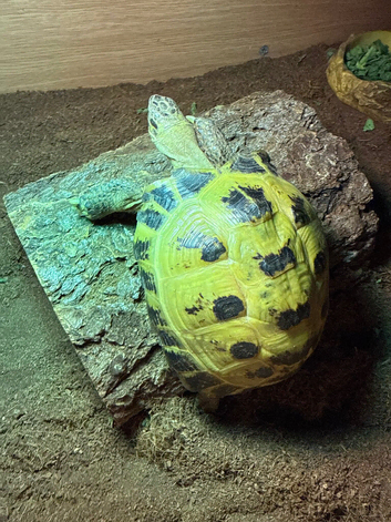 Horse field tortoise for sale
