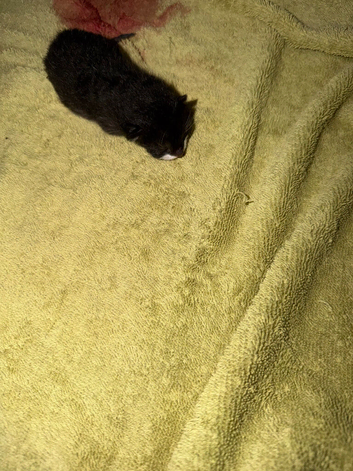 3 kittens