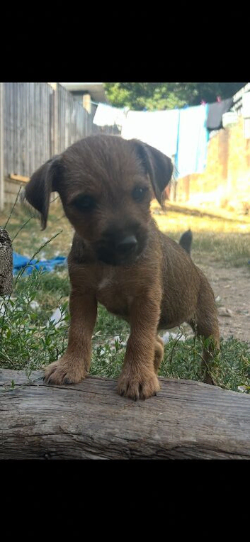 Jack Russell legally Docked tails