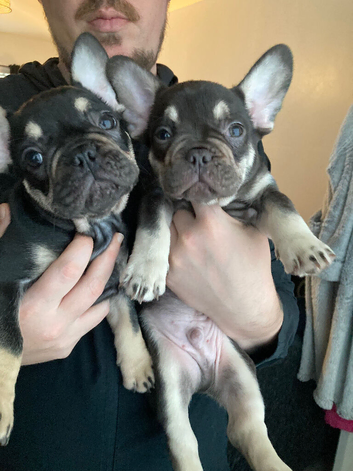 2 French bulldogs for sale