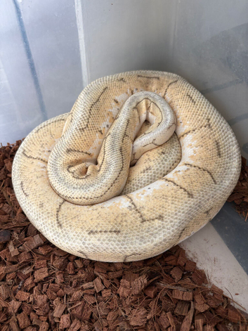 Royal python