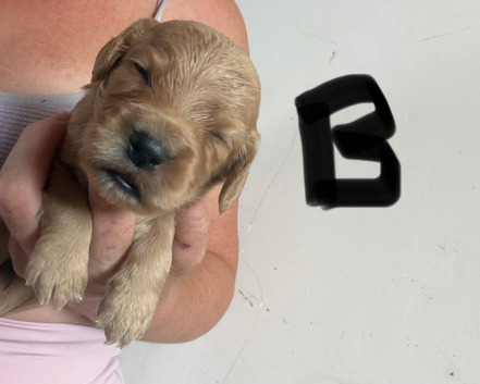 Working Cocker Spaniel