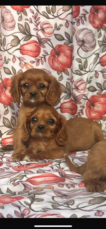 Cavalier King Charles spaniel puppies