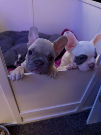 French Bulldog puppies for loving homes description