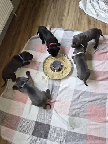 10 Cane corso puppies