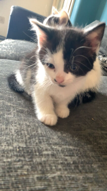 4 kittens needing good homes