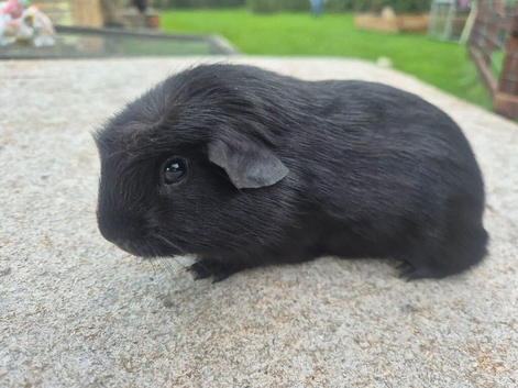 Young guinea pigs