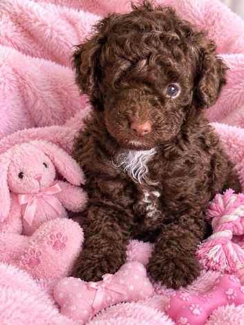 Stunning pure bred toy poodie pups