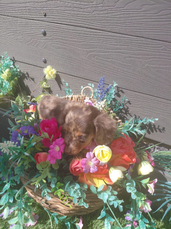 2 remaining pups of litter of 4