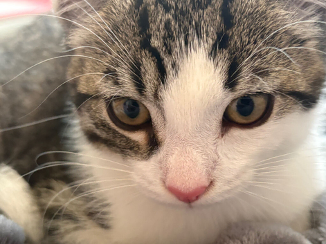 Kitten for sale