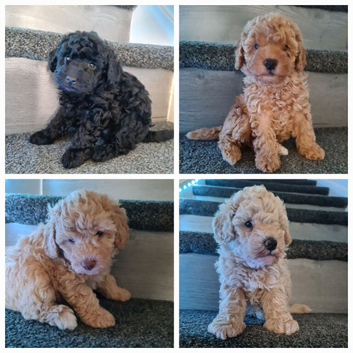 Absolutely stunning poodle pups