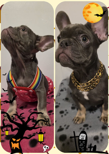 French Bulldog puppies