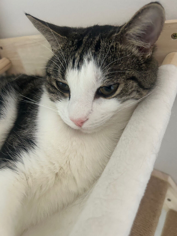 Calm Male Adult Cat