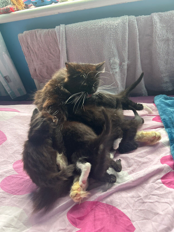 Cat litter of 6
