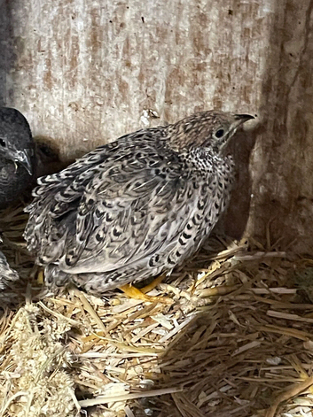 6 x Chinese painted quail