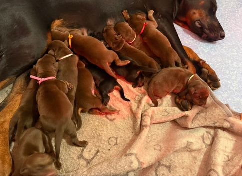 EuropeanDobermanPuppies