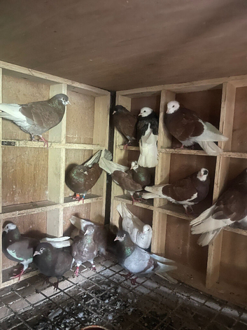 Kit of 20 old birds from 2021 to 2025