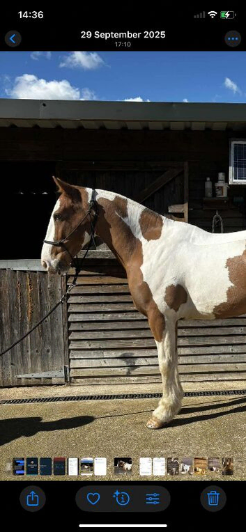15:1Hh Irish skewbald ( chestnut & white) cob.