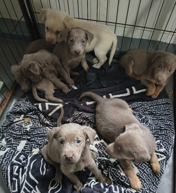 Silver Labrador puppies